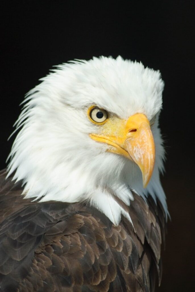 eagle-beginning-with-bird-photography-tips-and-tricks-cameradealsonline