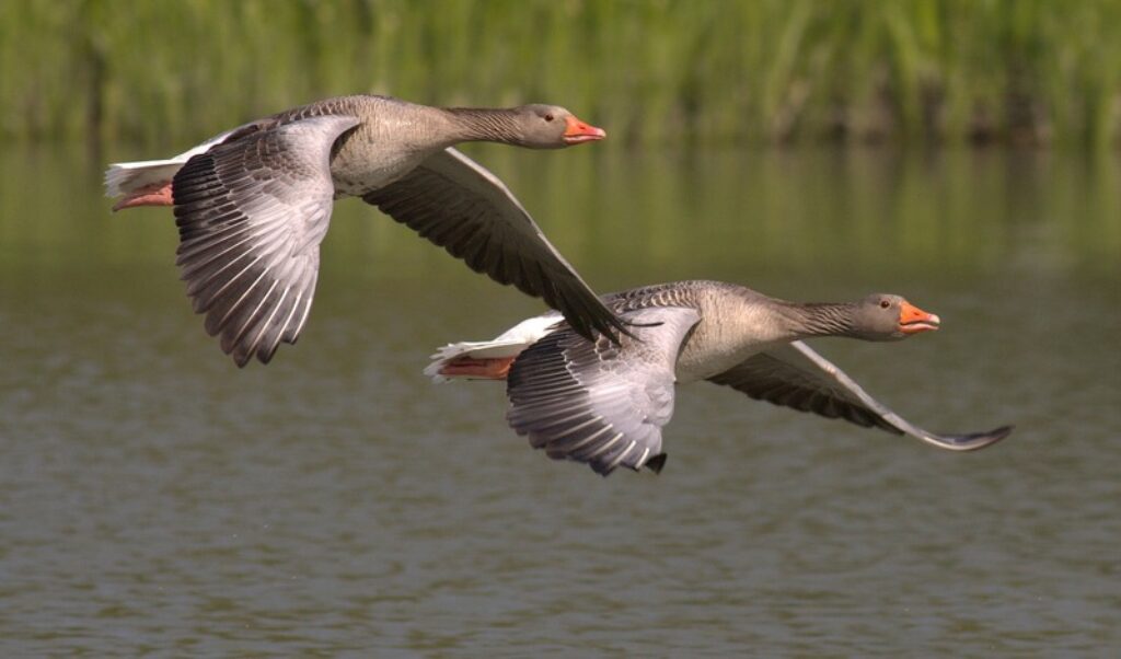 geese-beginning-with-bird-photography-tips-and-tricks-cameradealsonline