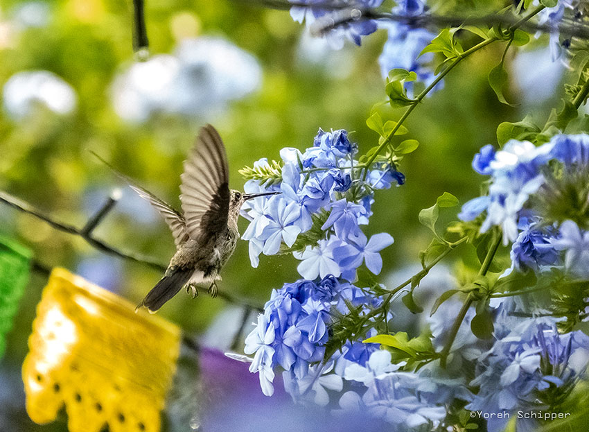 hummingbird-beginning-with-bird-photography-tips-and-tricks-cameradealsonline