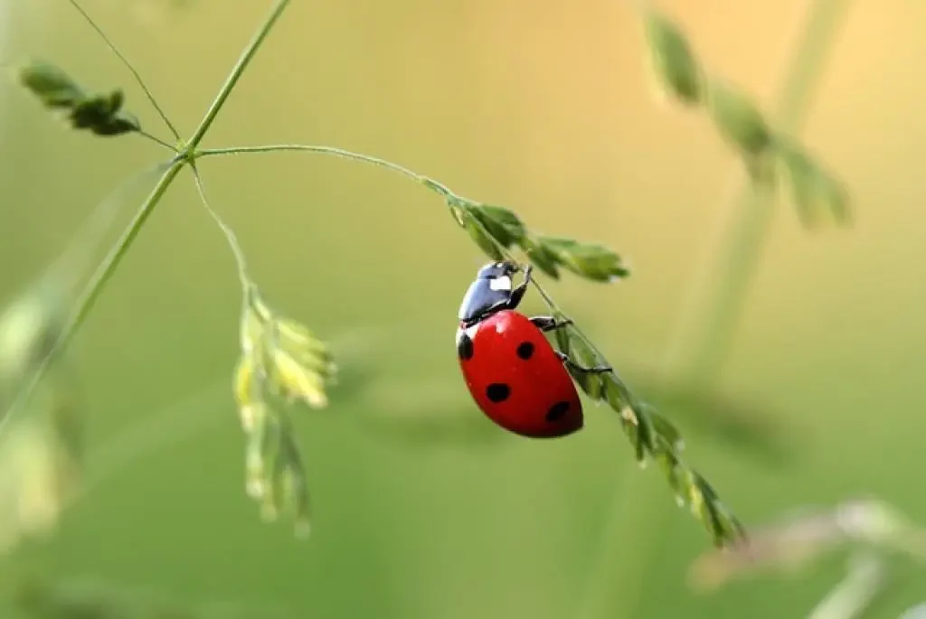 insects-and-macro-photography-camera-deals-online